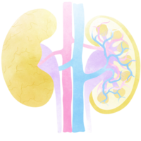 This is the internal system of the kidneys. An hand drawn illustration of anatomy. png