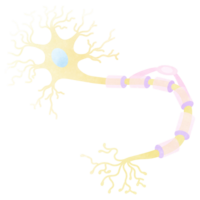 The neurons is a part of every human body. An hand drawn illustration of anatomy. png
