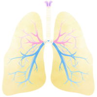 il polmoni è un' parte di ogni umano corpo. un mano disegnato illustrazione di anatomia. png