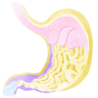 This is the internal system of the stomach. An hand drawn illustration of anatomy. png