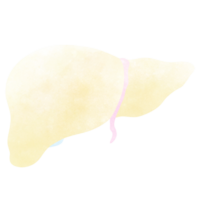 The liver is a part of every human body. An hand drawn illustration of anatomy. png