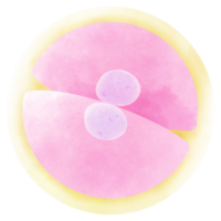 An hand drawn illustration of anatomy. Cell Division Watercolor. png