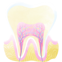 el dientes anatomía es un parte de cada humano cuerpo. un mano dibujado ilustración de anatomía. png