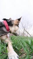 breed hoek visie van een schattig gemengd ras hond met rood halsband aan het liegen in voorjaar gras genieten van de wandelen in natuur video