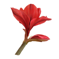 Red amaryllis flowers, stems and buds, hippeastrum plant. Hand drawn watercolor illustration for your botanical, floral sticker, card, wedding, birthday invitation card print  background png