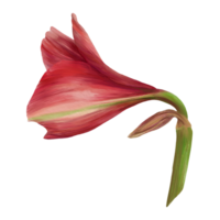 röd amaryllis blommor, stjälkar och knoppar, hippeastrum växt. hand dragen vattenfärg illustration för din botanisk, blommig klistermärke, kort, bröllop, födelsedag inbjudan kort skriva ut bakgrund png