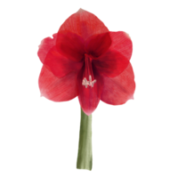 Red amaryllis flowers, stems and buds, hippeastrum plant. Hand drawn watercolor illustration for your botanical, floral sticker, card, wedding, birthday invitation card print  background png