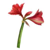 Red amaryllis flowers, stems and buds, hippeastrum plant. Hand drawn watercolor illustration for your botanical, floral sticker, card, wedding, birthday invitation card print  background png