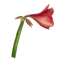 Red amaryllis flowers, stems and buds, hippeastrum plant. Hand drawn watercolor illustration for your botanical, floral sticker, card, wedding, birthday invitation card print background png