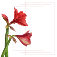 Red amaryllis flowers, stems and buds frame Hippeastrum plant card template Hand drawn botanical watercolor illustration Floral clipart for wedding, birthday invitation print  background png