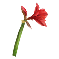 Red amaryllis flowers, stems and buds, hippeastrum plant. Hand drawn watercolor illustration for your botanical, floral sticker, card, wedding, birthday invitation card print  background png