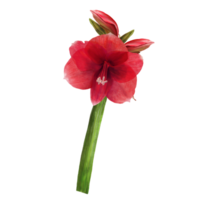 Red amaryllis flowers, stems and buds, hippeastrum plant. Hand drawn watercolor illustration for your botanical, floral sticker, card, wedding, birthday invitation card print  background png