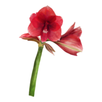 Red amaryllis flowers, stems and buds, hippeastrum plant. Hand drawn watercolor illustration for your botanical, floral sticker, card, wedding, birthday invitation card print  background png