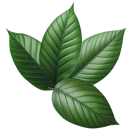 AI generated leaf green isolate PNG transparent