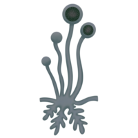 rhizopus structure illustration par main tiré png