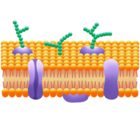 Cell membrane structure illustration by hand drawn png