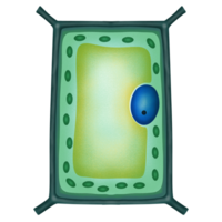 växt cell illustration förbi hand dragen png