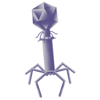 bakteriell Virus Struktur Illustration durch Hand gezeichnet png