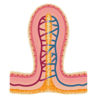 villus strukturera illustration några hand dragen png