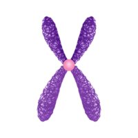 Chromosome illustration by hand drawn png