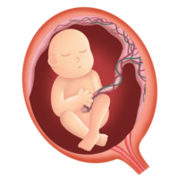 Fetus illustration by hand drawn png