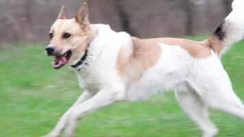 fofa misturado procriar cachorro com vermelho colarinho desfrutando a andar dentro Relva dentro natureza, corrida ativamente, lento movimento video