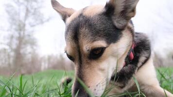 amplio ángulo ver de un linda mezclado raza perro con rojo collar acostado en primavera césped disfrutando el caminar en naturaleza video