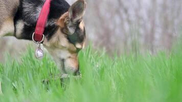 wide angle view of a cute mixed breed dog with red collar eating grass enjoying the walk in nature, slow motion video