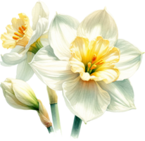 ai genererad Mars födelse månad blomma jonquil vattenfärg ClipArt isolerat png