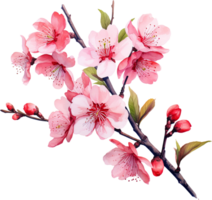 AI generated Bloom-Adorned Cherry Blossom Branch Watercolor Painting png