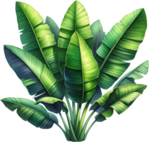 AI generated Young Banana Plant with Fresh Leaves png