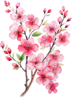 AI generated Vibrant Cherry Blossom Branch with Blossoms and Buds png
