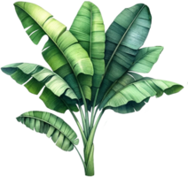 AI generated Full Banana Tree with Leaves Artwork png