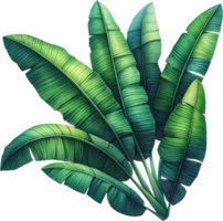 ai généré tropical banane feuilles illustration png