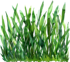 AI generated Dense Green Grass with Dew Drops png