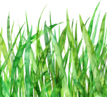 AI generated Lush Green Grass Illustration png