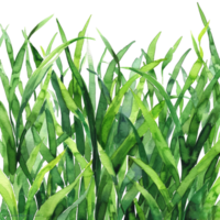 AI generated Verdant Grass Blades Close-Up png