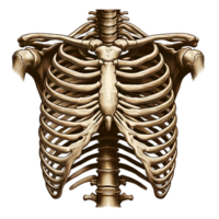 ai generado humano riñón anatomía y vasos ilustración png