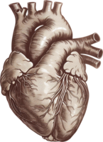 ai generato Vintage ▾ anatomico cuore illustrazione png