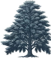 ai generado detallado pino árbol Clásico ilustración acuarela clipart aislado png