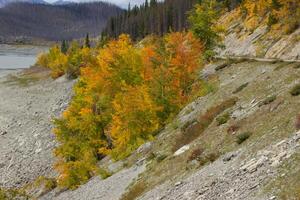 Trees with autumn colors. photo