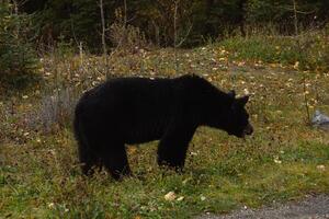 Brown bear eating in the grass photo