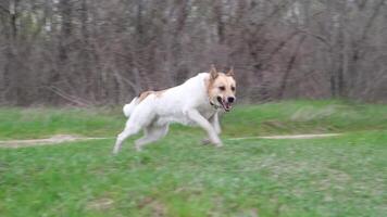 mignonne mixte race chien avec rouge collier profiter le marcher dans herbe dans nature, fonctionnement activement, lent mouvement video