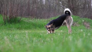 breed hoek visie van een schattig gemengd ras hond met rood halsband genieten van de wandelen in gras in natuur video