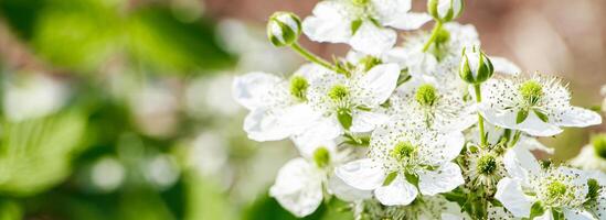 Cherry flowers on a branch close-up. Blooming tree in the garden. photo