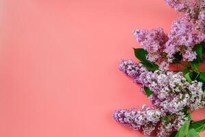 Fresh beautiful lilac flowers on coral background. photo