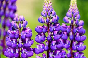 Purple lupine flowers in the sun. Blooming wild plants. Lupines field. photo