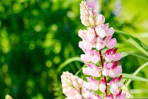 Pink lupine flowers close up in the sun. Blooming wild plants. Lupines field. photo
