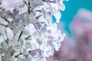 Fresh beautiful lilac flowers on blue background. photo