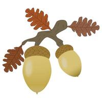 Acorns hanging on a branch with oak leaves, fall vector